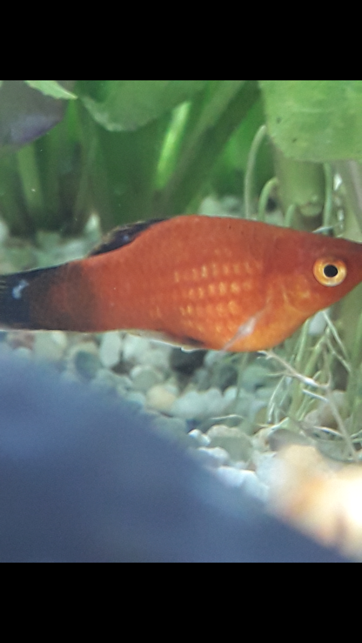 Platy hat weiße Punkte?Was tum? (Krankheit, Fische, Aquarium)