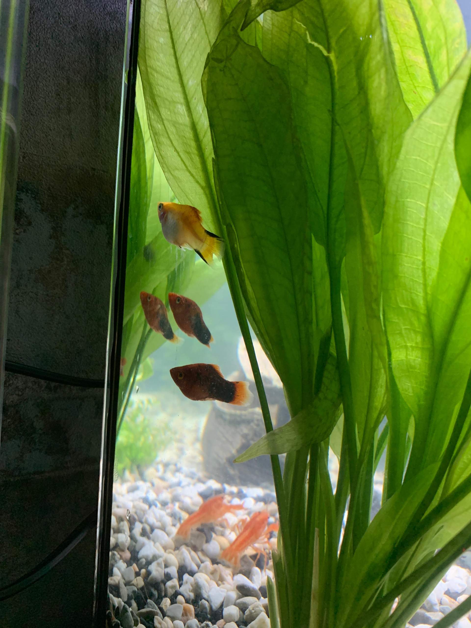 Platys verstecken sich? (Fische, Aquarium)