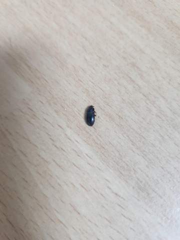 Plötzlich kleine schwarze Käfer in der Wohnung? (Insekten