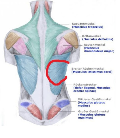 Rücken - (Gesundheit, Schmerzen, Fitness)