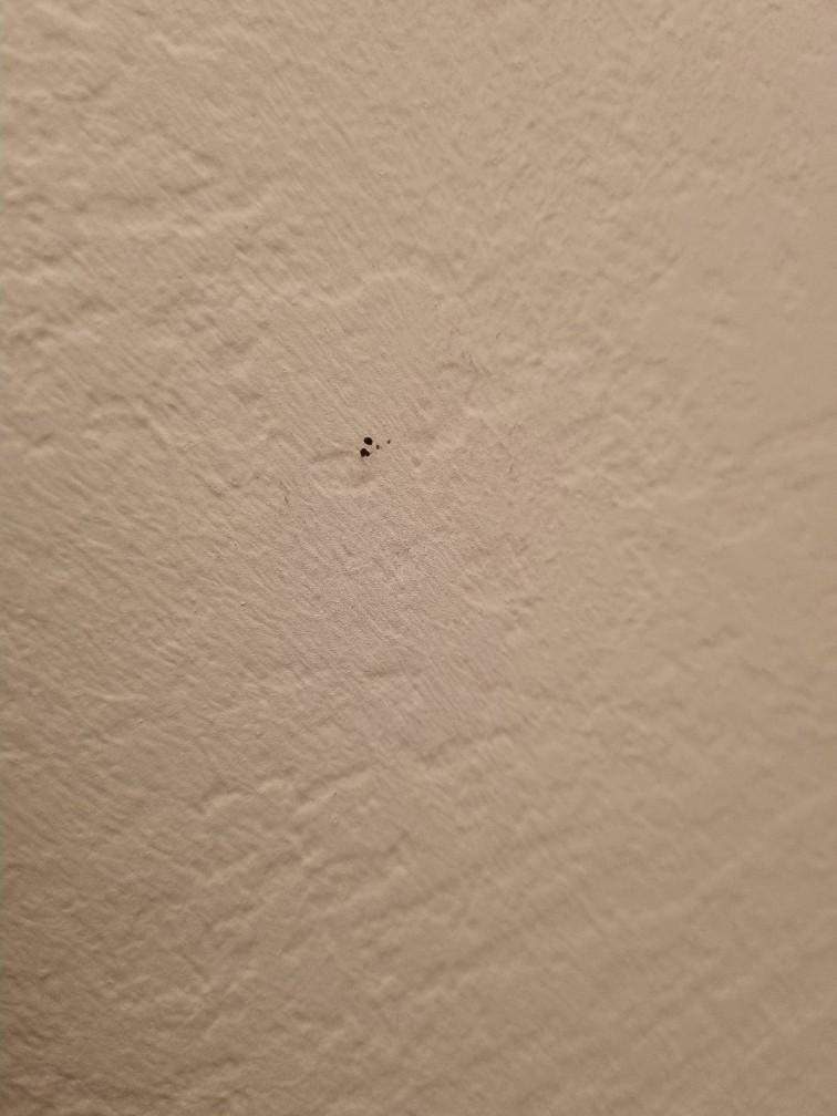 Plötzlich seltsame winzig kleine schwarze Löcher in Wand und Deckenbereich? (Wohnung, Loch)