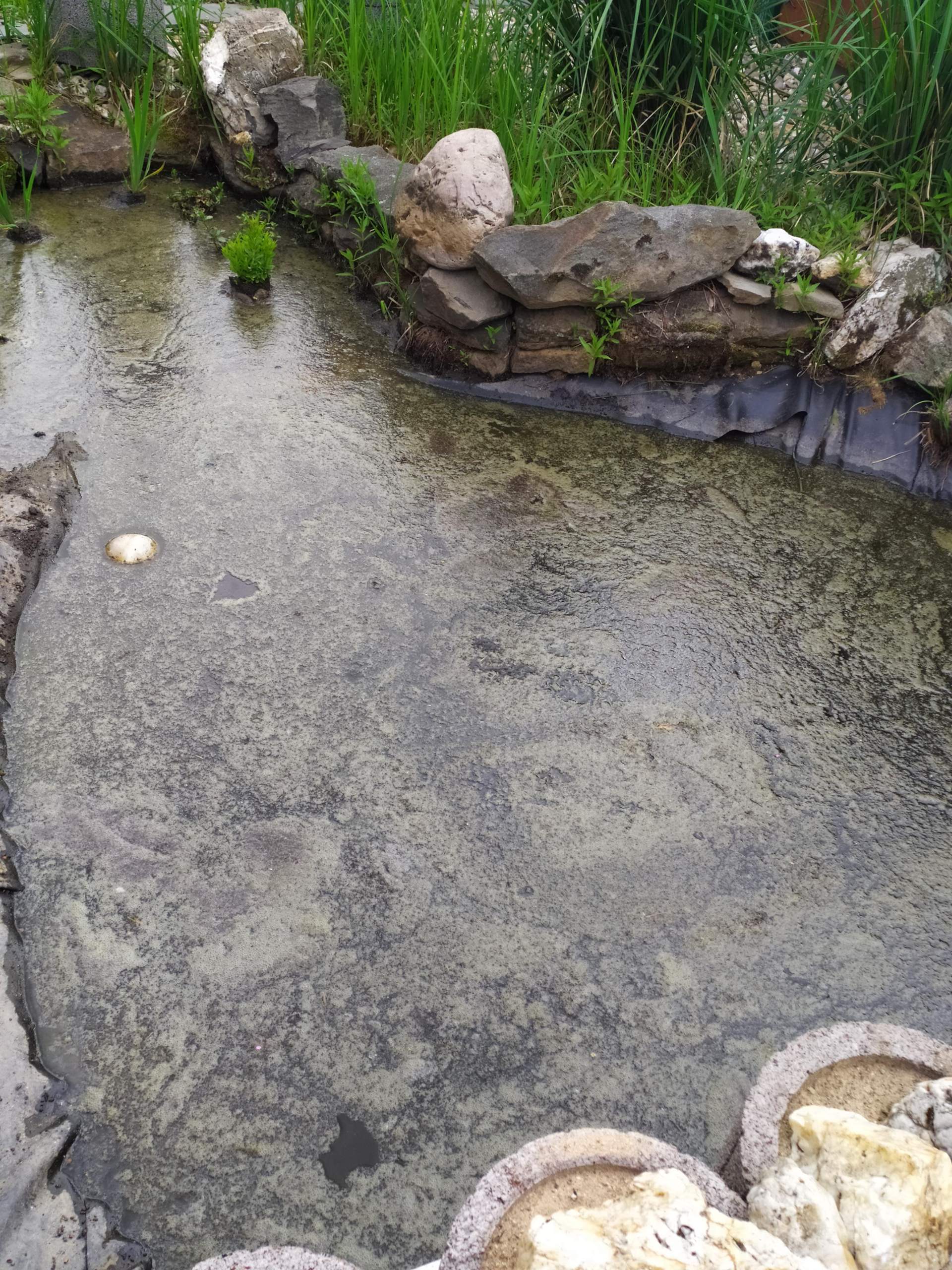 Plötzlich starkes Algenwachstum im Teich nach Wasserwechsel? (Wasser