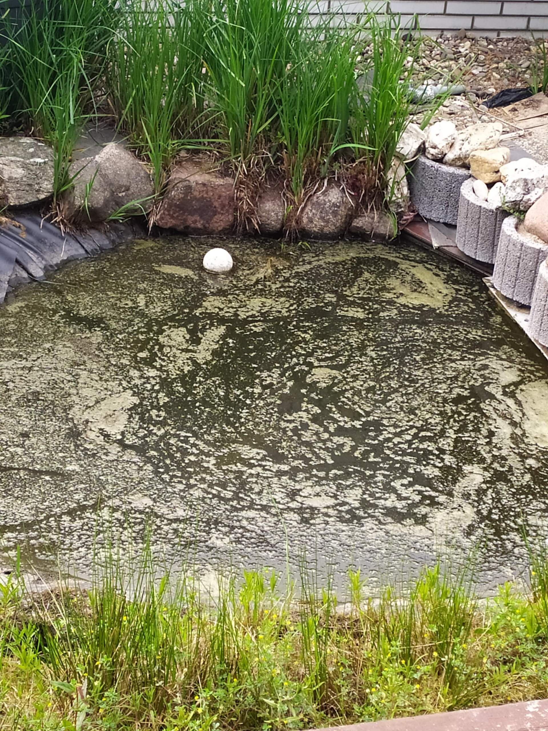 Plötzlich starkes Algenwachstum im Teich nach Wasserwechsel? (Wasser