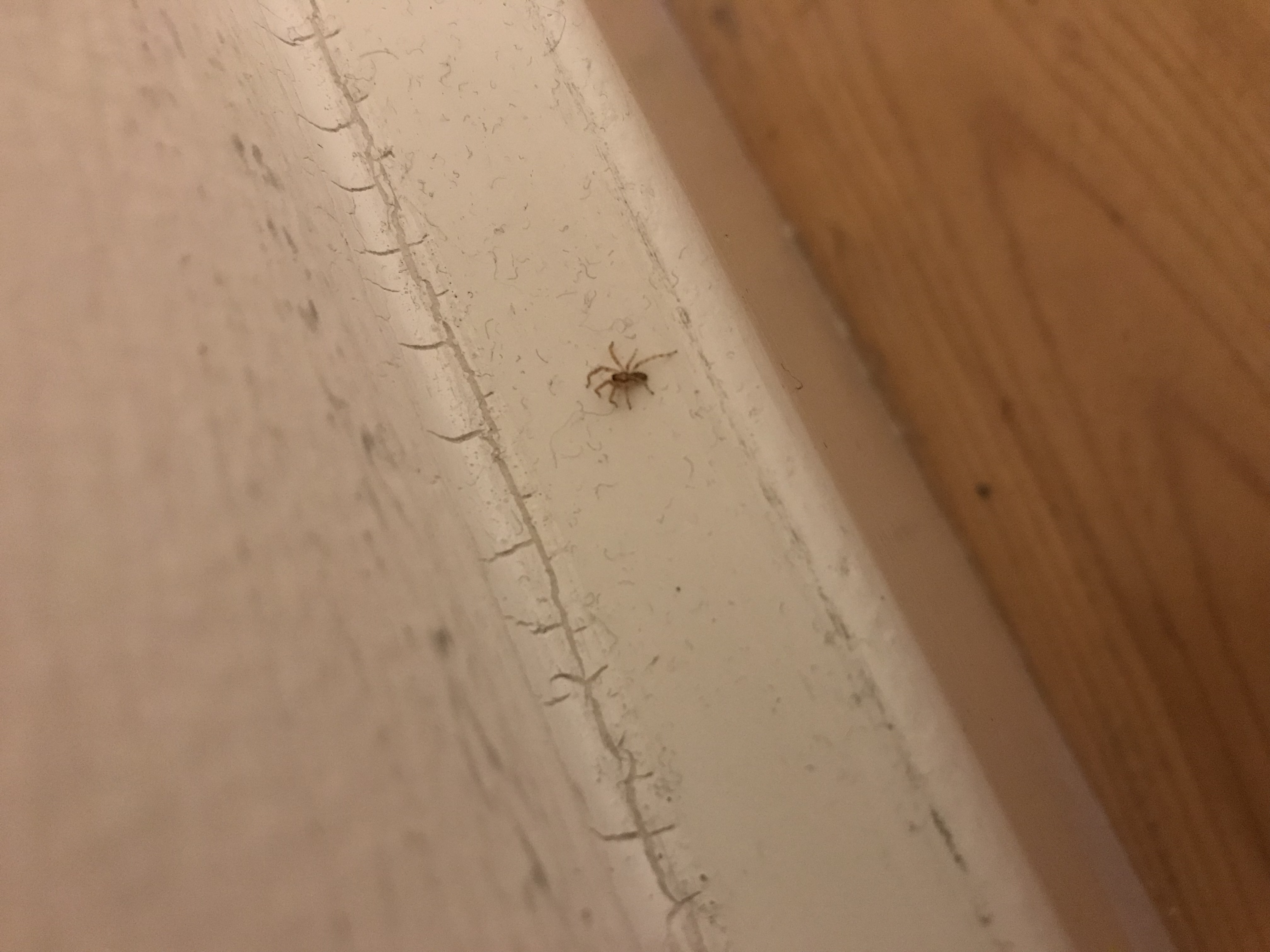 Plötzlich vermehrt kleine Spinnen an meiner Zimmertür ,was kann das