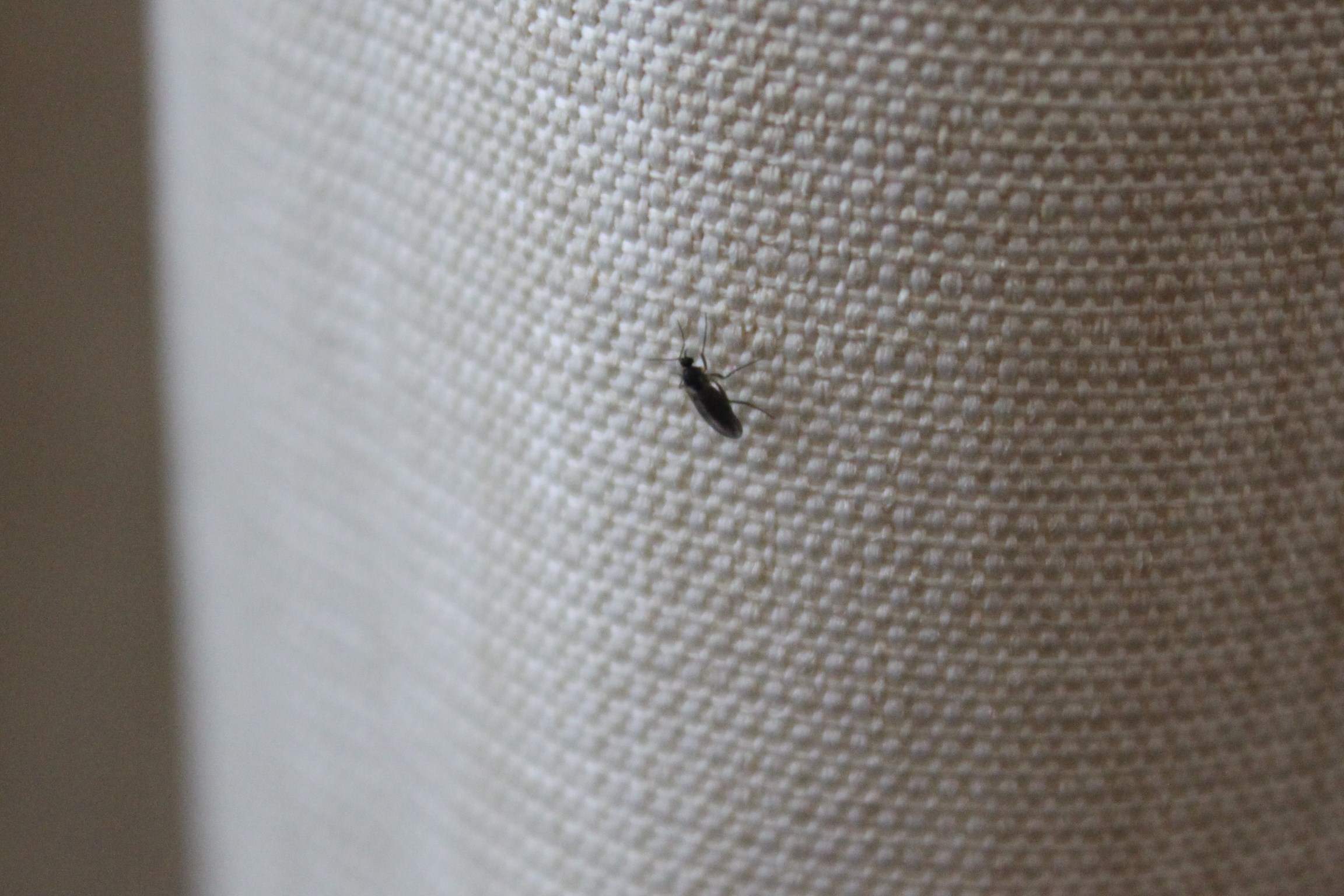 Was können wir gegen die vielen kleinen Fliegen machen, die wir ...