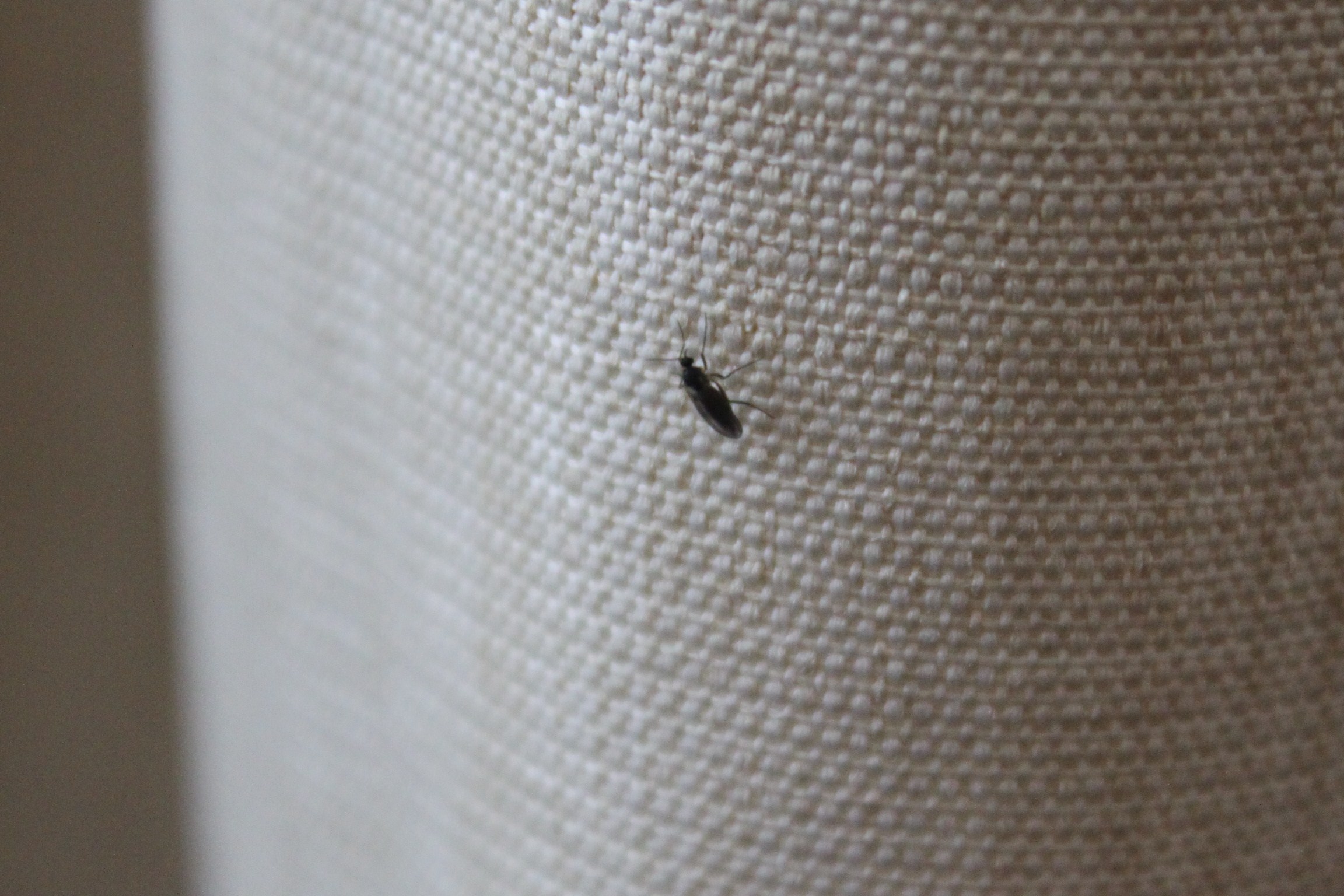 Was können wir gegen die vielen kleinen Fliegen machen, die wir