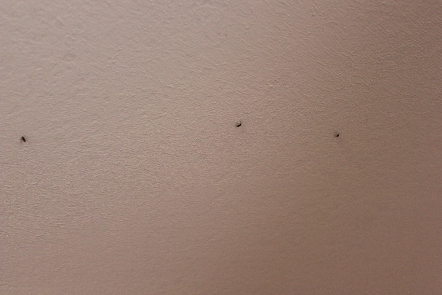 Was können wir gegen die vielen kleinen Fliegen machen, die wir