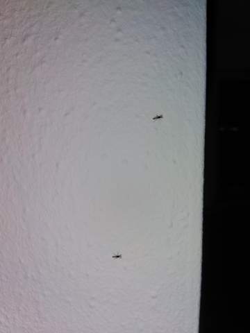 Plötzliche Mückenplage im Wohnzimmer?