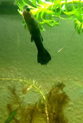 Plotzliches Fische Sterben Was Haben Die Und Was Kann Ich Tun Krankheit Aquarium