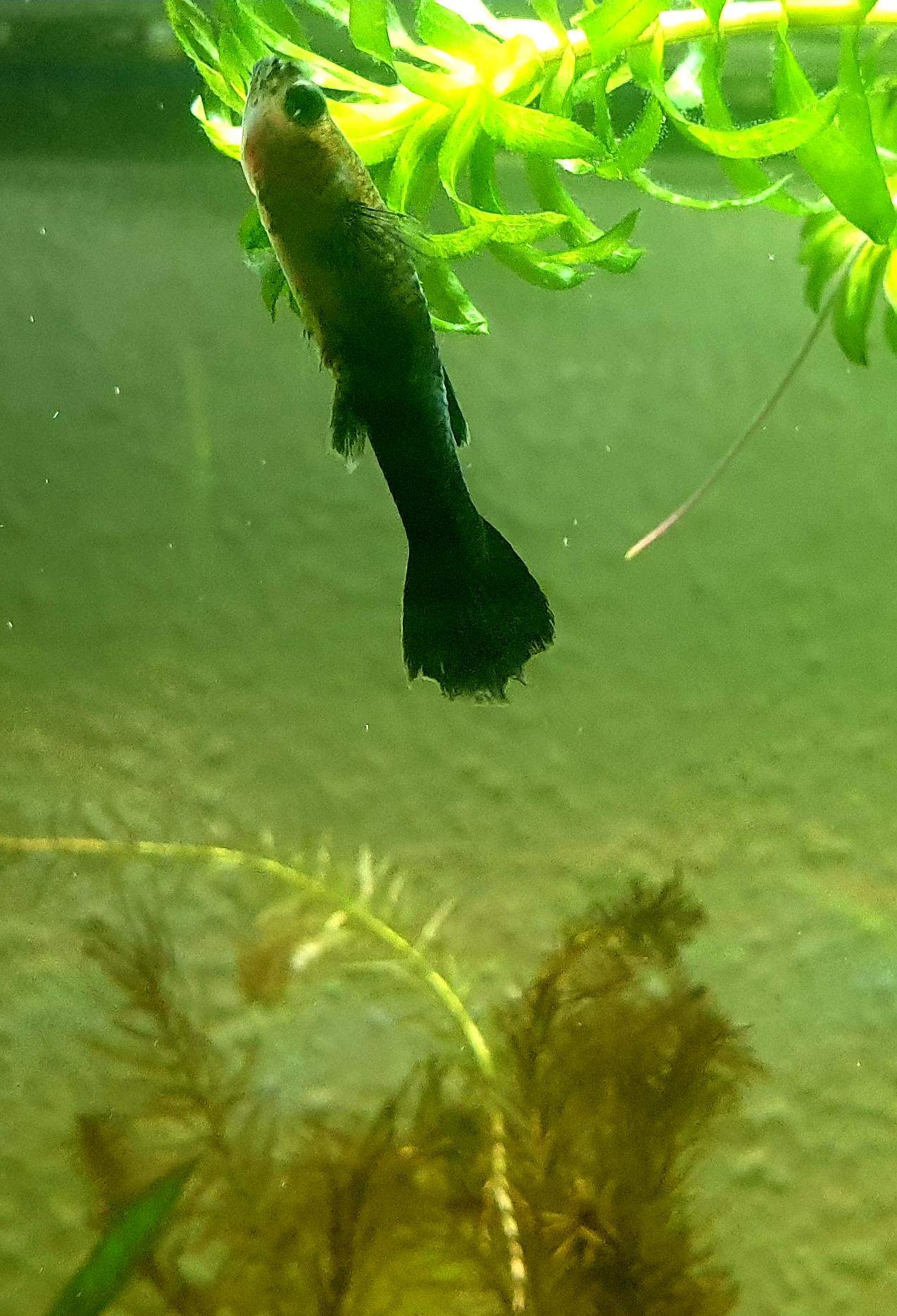 Plötzliches Fische sterben, was haben die und was kann ich tun