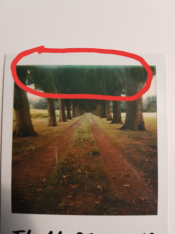 Polaroid 600 Weisse Schleier Im Bild Bilder Foto Kamera