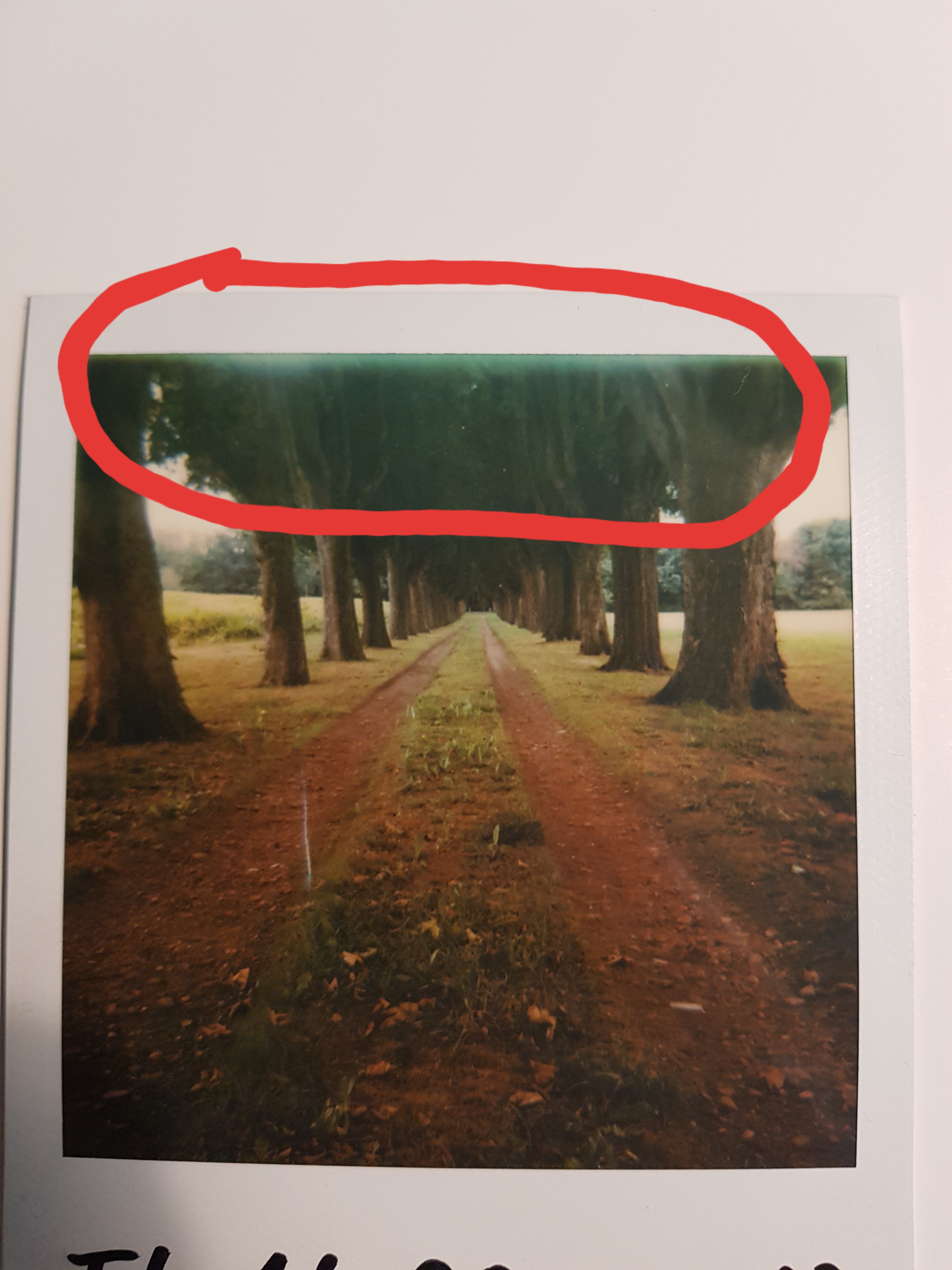 Polaroid 600 Weisse Schleier Im Bild Bilder Foto Kamera