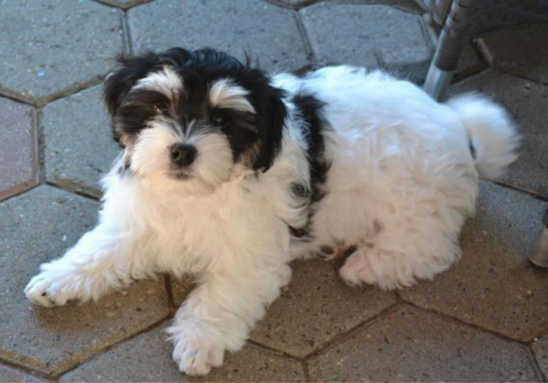 Polnische Hunderassen (Hund, Rasse, polnisch)