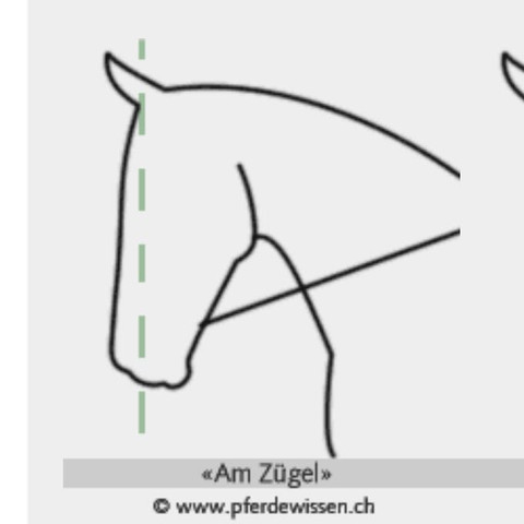 Beispiel Bild eines Pferdes am Zügel aus dem Internet - (Pferd, Reiten, Dressur)