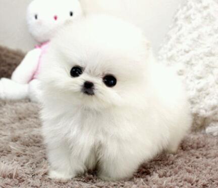 Pom - Was für eine Hunderasse ist das? (Hund)