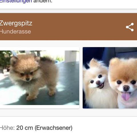 Pomeranian  - (Haare, Hund, Tipps)