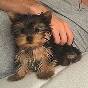 pomeranian oder yorkshire terrier