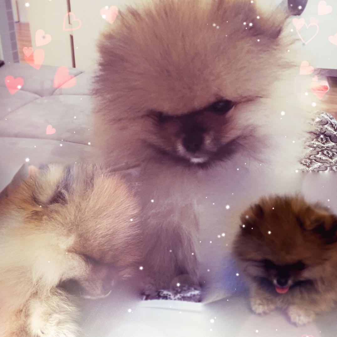 Pomeranian Welpen Milchzähne putzen? (Hund, Zähne, Krankenversicherung)