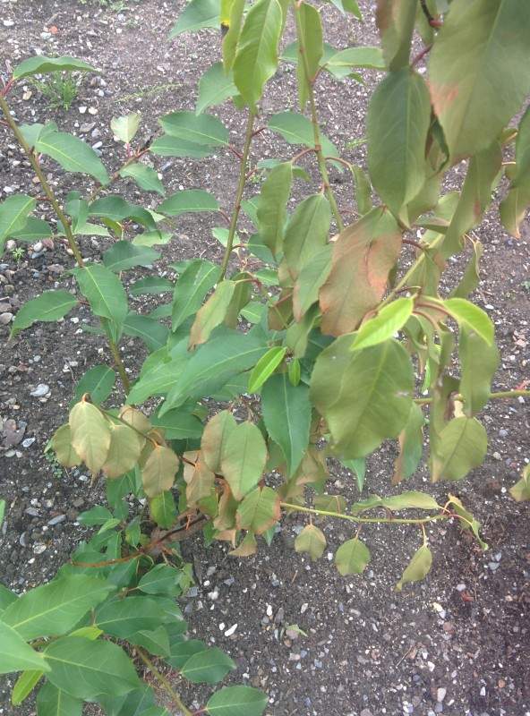 Portugiesischer Kirschlorbeer Bltter gelb/schwarz (Pflanzen, Garten, Hecke)