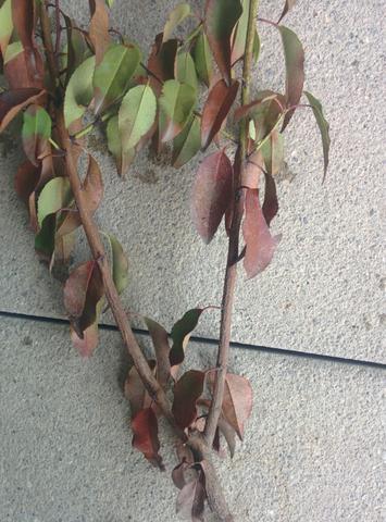 Abgeschnittener Zweig mit lauter schwarzen/braunen Blättern - (Pflanzen, Garten, Hecke)