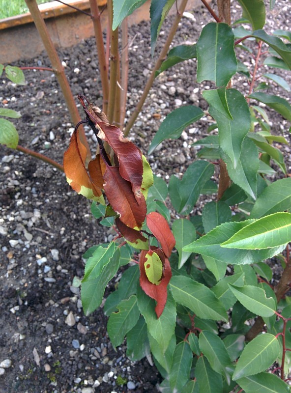 Portugiesischer Kirschlorbeer Blätter gelb/schwarz (Garten, Pflanzen