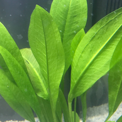 Echinodorus - (Pflanzen, Fische, Aquarium)