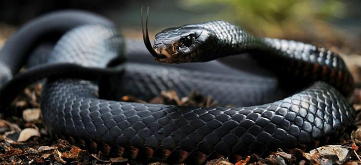 Powerpoint Prasentation Schwarze Mamba Weitere Unterthemen Schule Informatik Gift