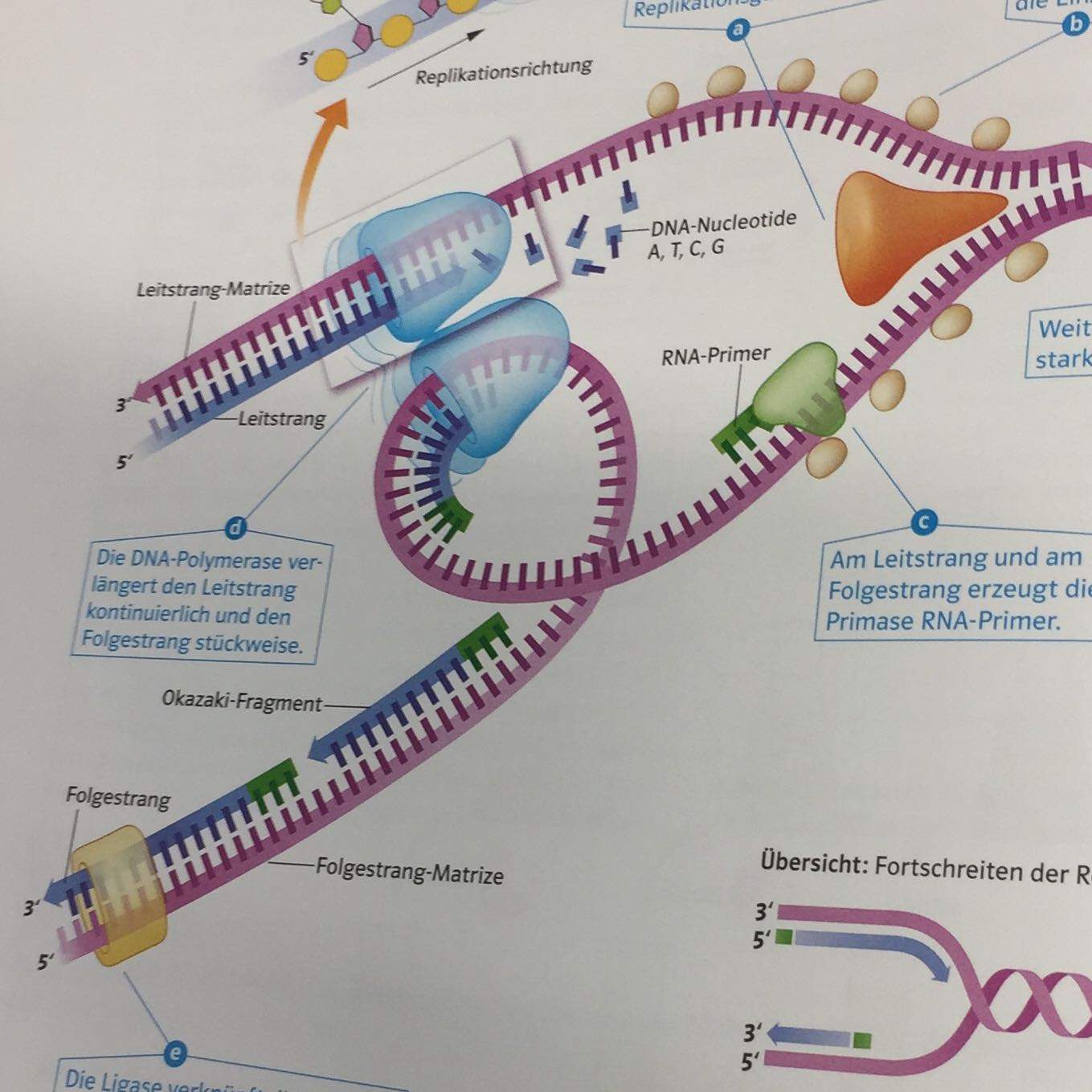 Primer werden doch nur beim Folgestrang hinzugefügt, da die DNA