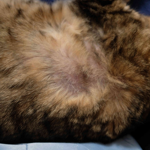 problem katze verliert haare und haut