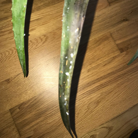 - (Pflanzen, Garten, Aloe-Vera)