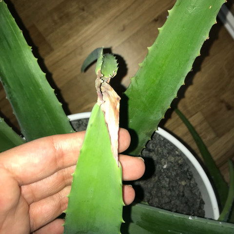 - (Pflanzen, Garten, Aloe-Vera)