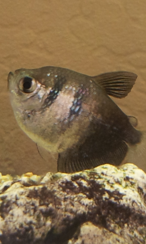 problem mit Fischen in Aquarium! (Fische, Tierwelt)
