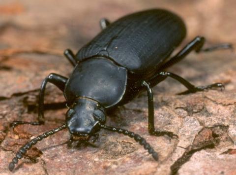 Problem mit Käfern (Insekten, Schutz)