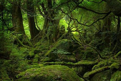 heiliger Wald - (Psychologie, Menschen, Philosophie)