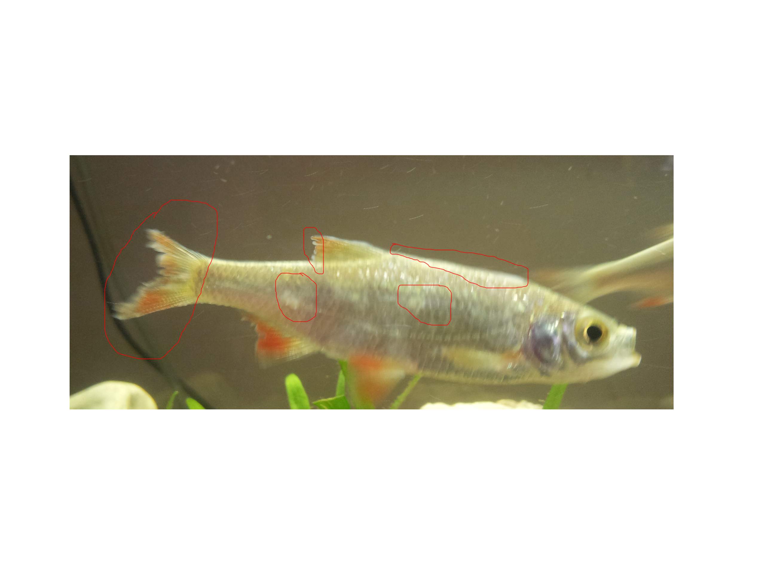 Problem mit Rotfeder im Aquarium (Tiere, Fische, Aquaristik)