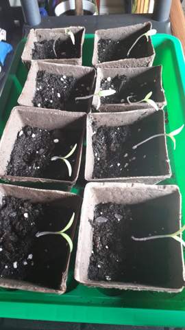 - (Tomaten, Gemüseanbau, säen)