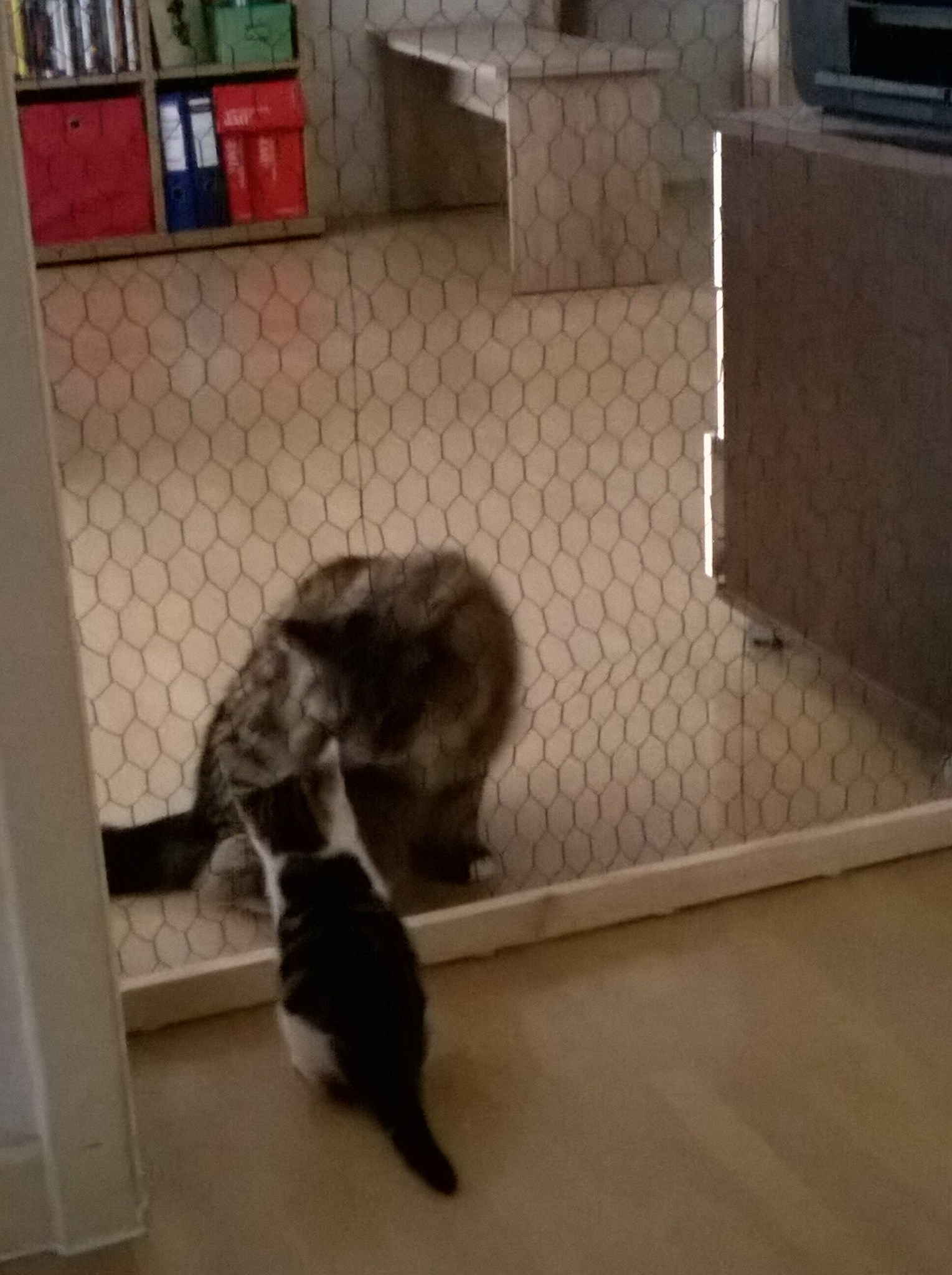 Wie ihr euren Katzen die Vergesellschaftung erleichtern