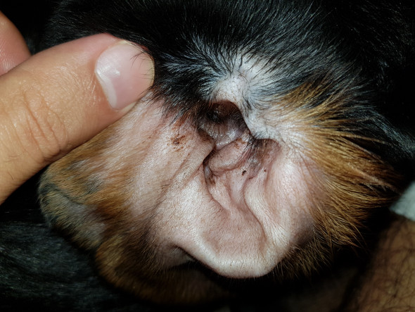 Probleme mit dem Ohr beim Hund? (Tiere, Ohrentzündung, Haustiere Hund)