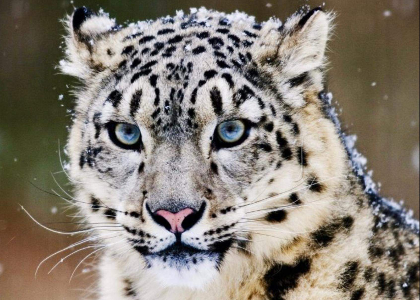 Puma oder Schneeleopard? (Tiere, Raubkatzen, Großkatzen)