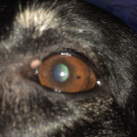 Hund hat kleinen Punkt im Auge  - (Tiere, Hund, Augen)