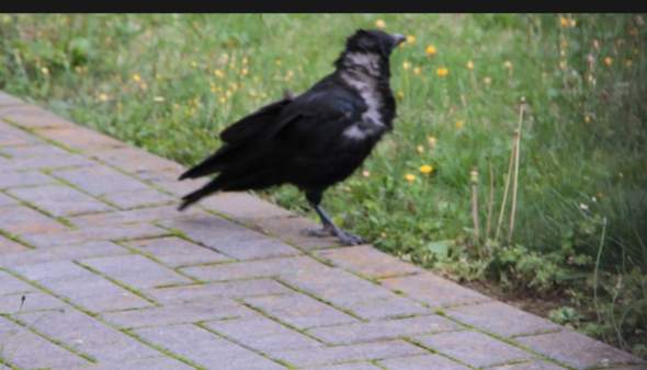 Bild zum Beitrag
