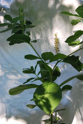 Rätselpflanze gesamt - (Garten, Pflanzen, Natur)
