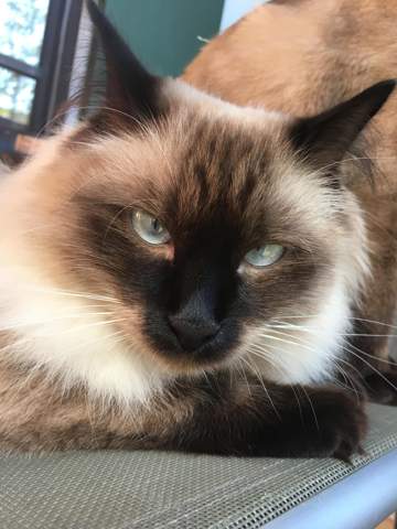 Ragdoll Siam Mix Katzen Rasse Artgerechte Haltung