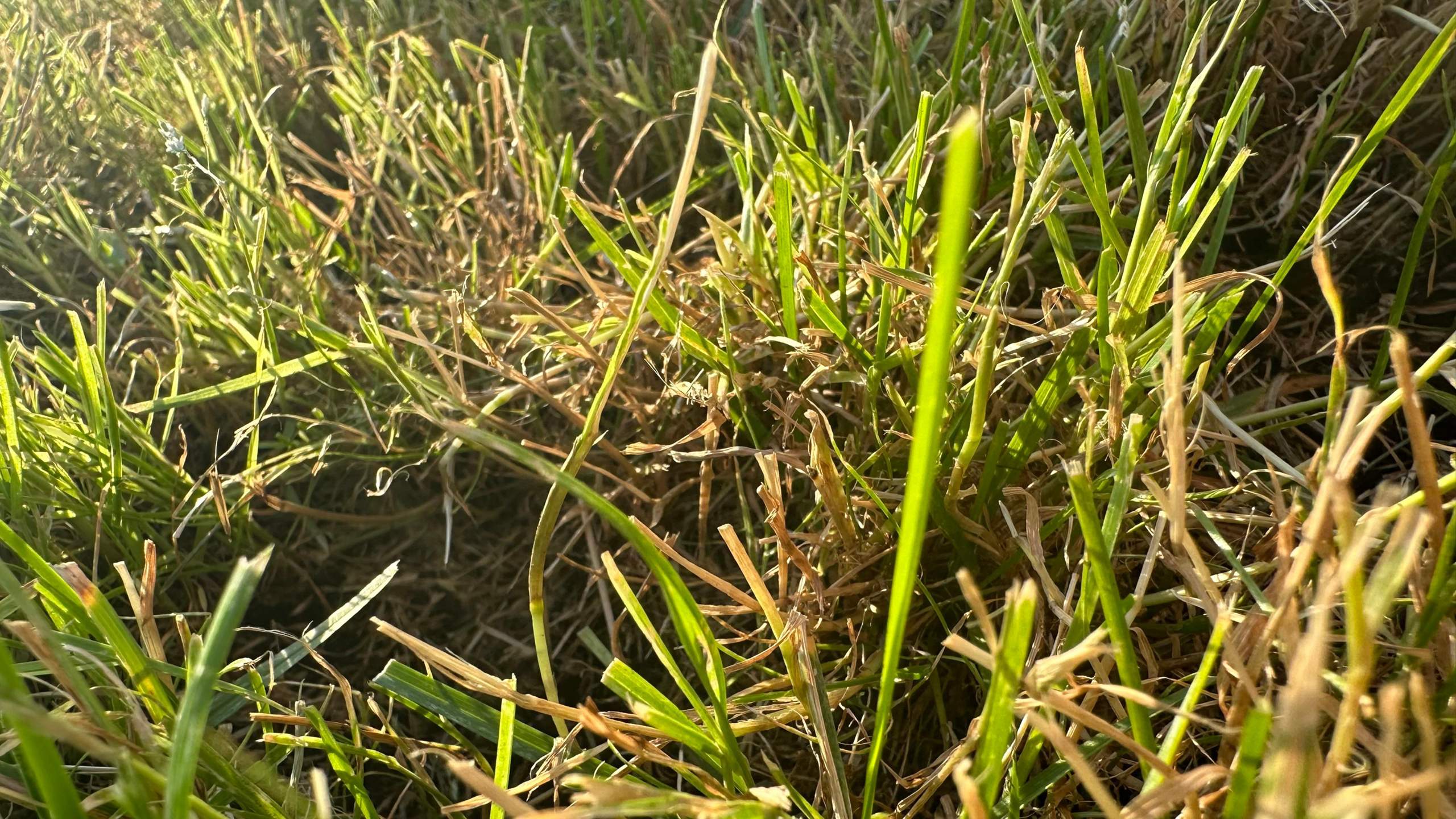 Faszinierend Rasen Wird Gelb Bilder