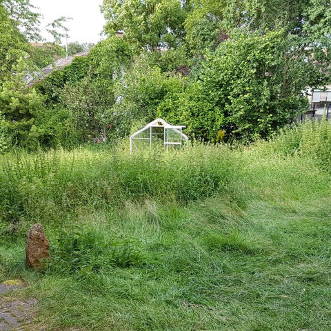 Rasen vor dem Haus - (Garten, Brennessel)
