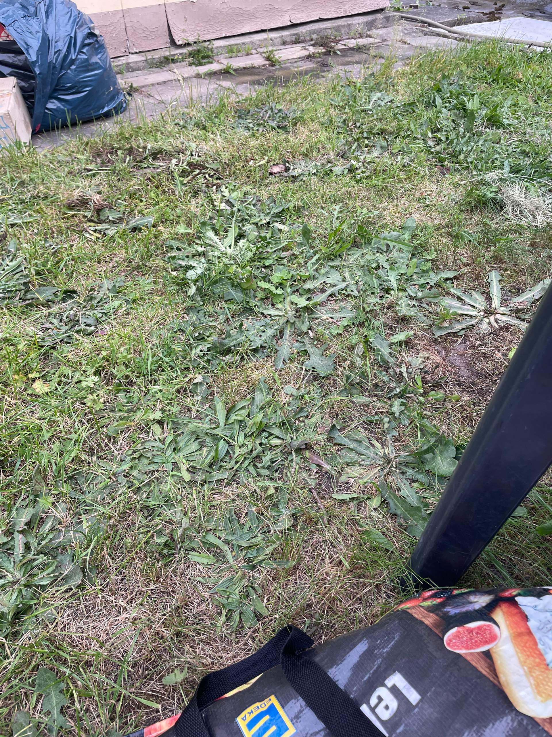 Rasen voller Löwenzahn, wie bekomme ich das weg? (Garten, Unkraut, Wiese)