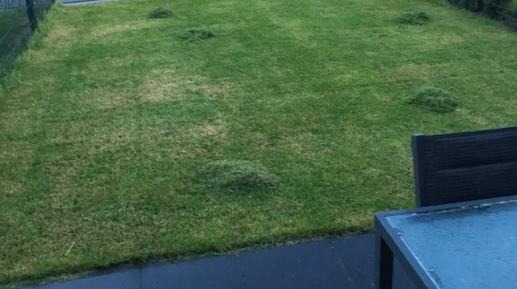 Rasen wird immer brauner nach dem Mähen. Was kann ich tun? (Garten