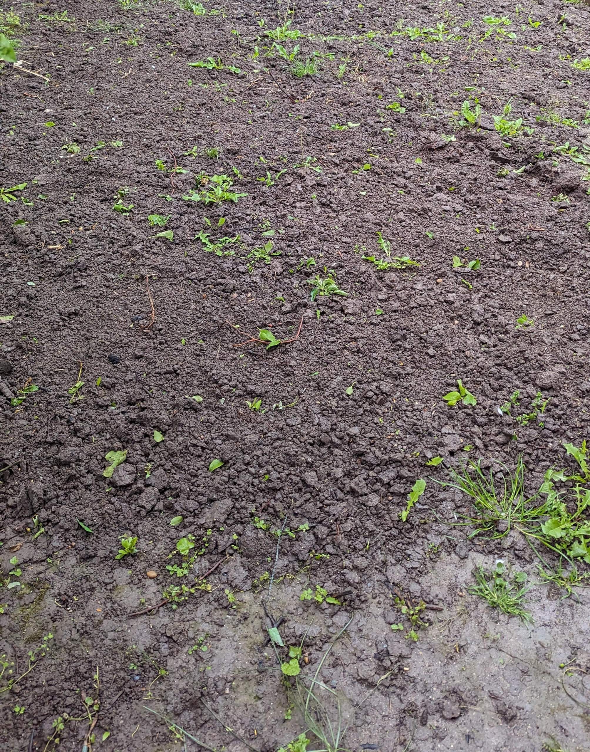 Rasensamen richtig säen? (Erde, Gras, Gärtner)