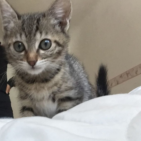 Rasse Dieser Katze Xx