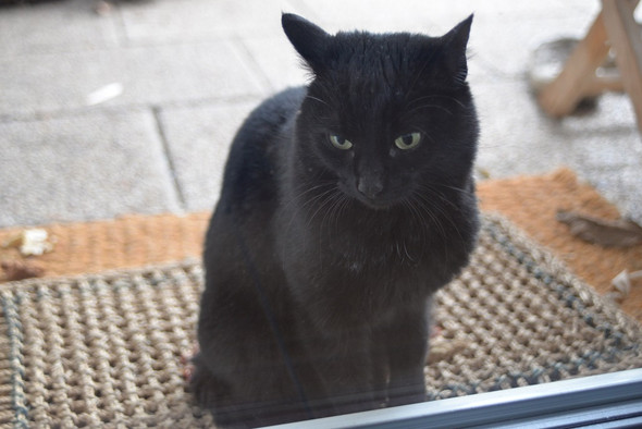 Rassenbestimmung Schwarze Katze Mit Kurzen Haaren Und Grunen Augen Tiere Rasse Katzenrasse